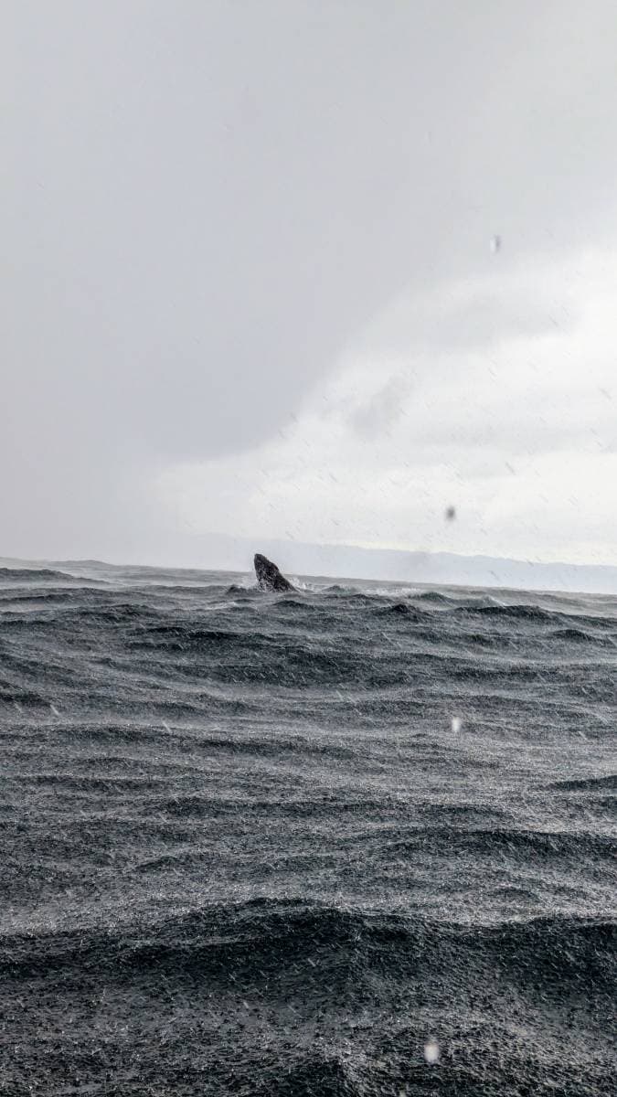 Whale watching tour in Samaná  - Tours en República Dominicana - Descubre RD - Imagen 3