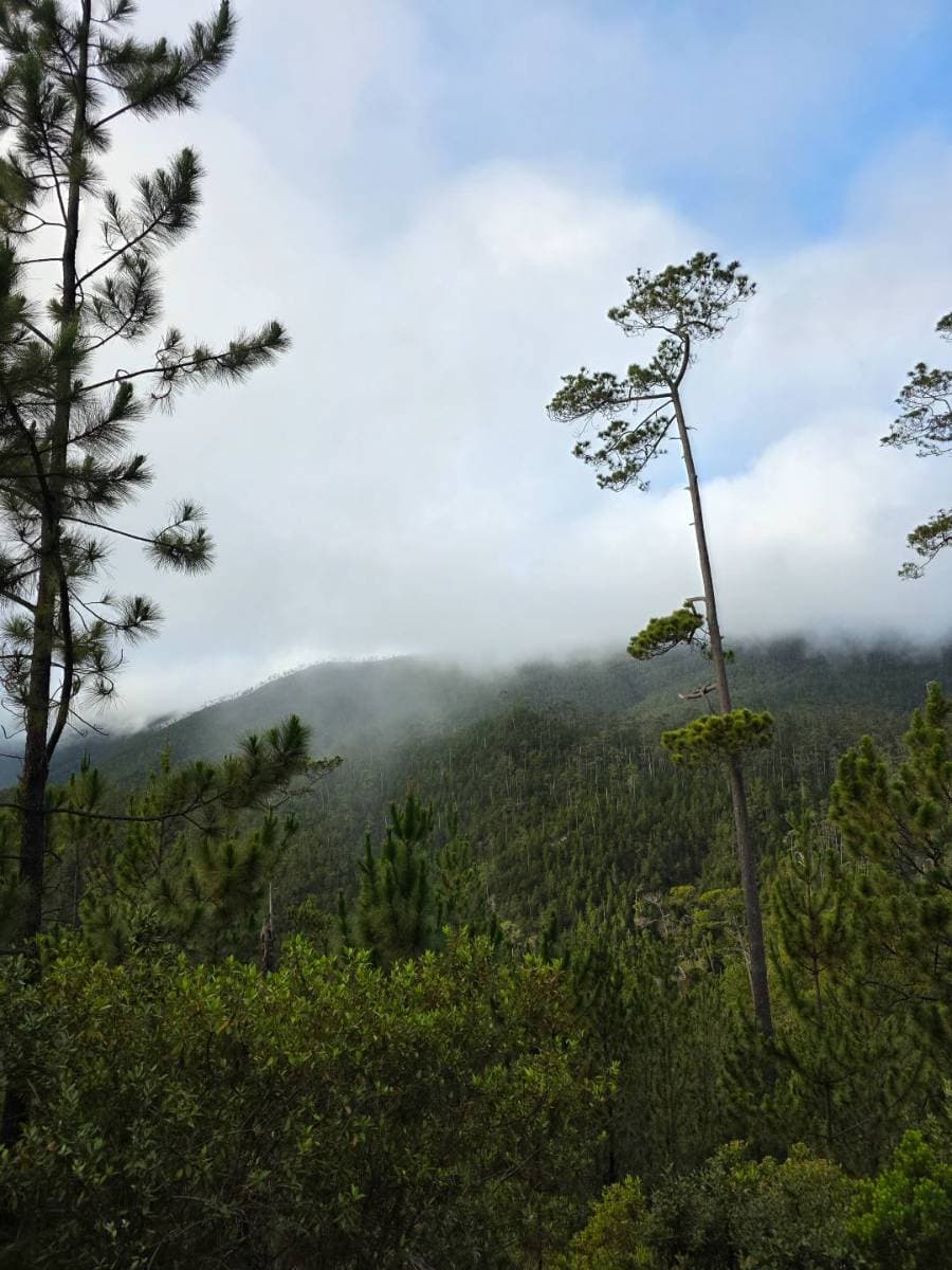 Expedición al Pico Duarte (4 Días / 3 Noches) Full - Tours en República Dominicana - Descubre RD - Imagen 13